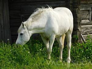 КУЛЬГАВАЯ КАБЫЛА